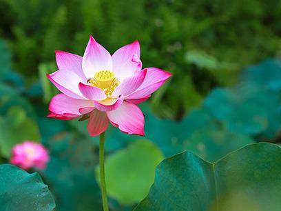 夏至｜夏至时节，热情如火，愿你的未来如这夏日般灿烂辉煌